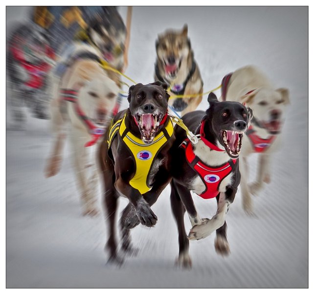407 - dog race - OETZBRUGGER Tobias - austria.jpg